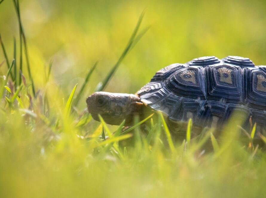 Baby African tortoise walking and exploring through grass foliage.