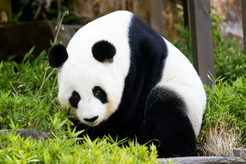 Giant Panda in Australia