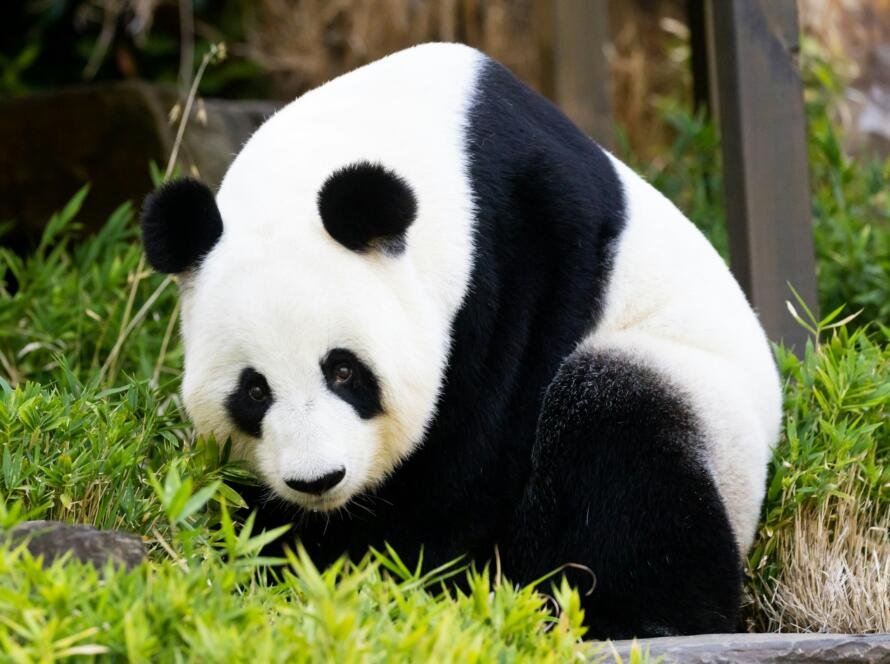 Giant Panda in Australia