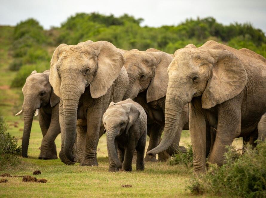 Herd of elephant protecting baby elephant