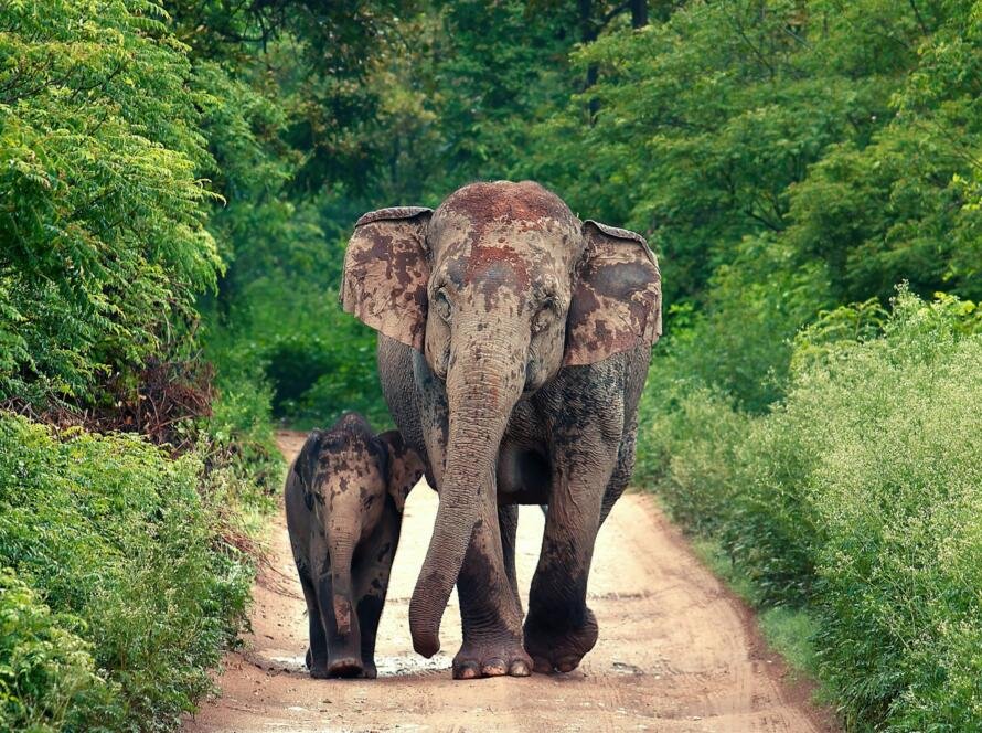 Mother elephant with a baby at Jim Corbett National Park in India