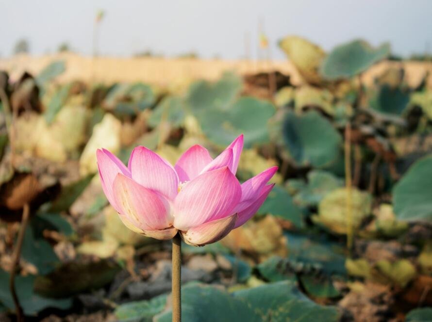 Pink of lotus in summer